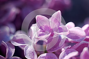 Soft focussed Lilac flowers. Spring floral background