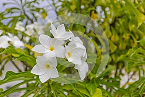 Soft frangipani flower or plumeria flower Bouquet on branch tree in morning on blurred background. Plumeria