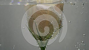 Soft fresh cream-colored rose is found in crystal clear water, covered with air bubbles. Water is refilled with a jet