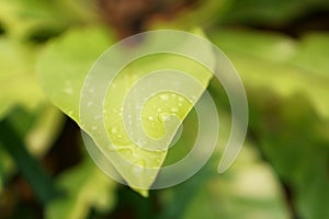 Soft fresh green leaf with dew drops of Bird`s nest fern is an epiphytic plant in Aspleniaceae family