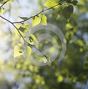 Soft fresh green spring leaves of beech tree in sunlight