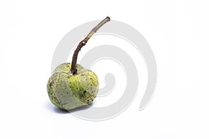 The soft fruit of the rubber tree