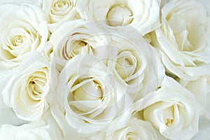 Soft full blown white roses