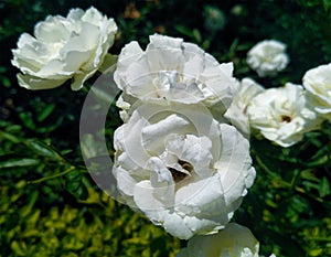 Soft full blown white roses on green background.