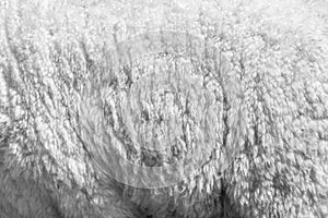 Soft fur of wool sheep fleece texture white grey background