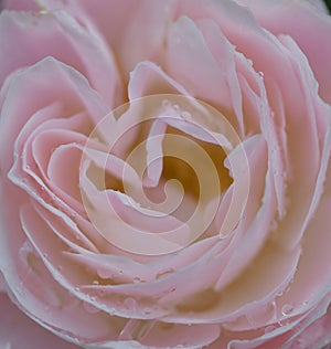 Soft and gentle rose with tears of heaven