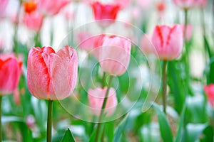 Soft and gentle spring of many shades of pink tulip flowers in natural background