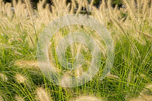 Soft gold grass in the park