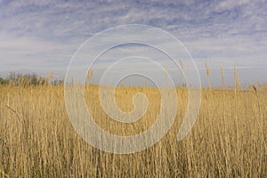 Soft golden grass in the pasture farmland, trees in background under white fluffy cloudy and blue sky