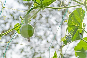 Soft gourd climb blue rope. ingredients for cooking