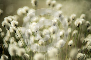 Soft grass plant background