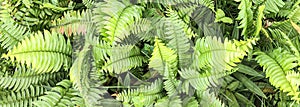 Soft great green bush of fern in the forest