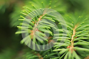 Soft green background of a fir tree branch