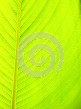 Soft green banana leaf, Nature green background