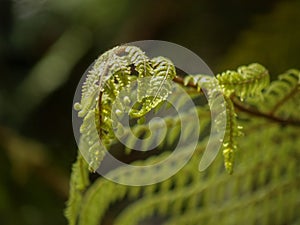 Soft green fern frond closeup