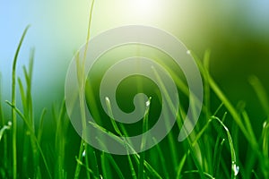 Soft green grass background