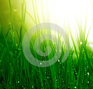 Soft green grass background