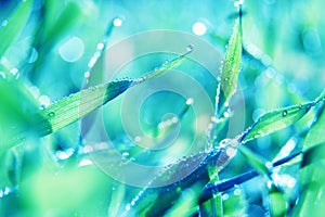 Soft green grass background