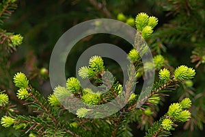 Soft green sprouts on the fir tree