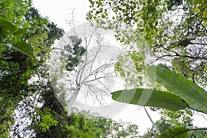 Soft green treetop in sunny day