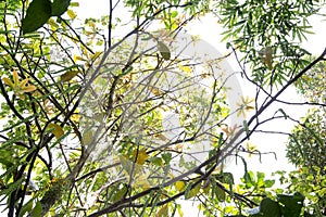 Soft green treetop in sunny day