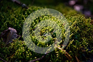 Soft green wet moss carpet the ground, selective focus. Grassy undergrowth in sunlight, close-up. Plant background
