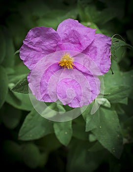 Soft hairy rockrose Cistus creticus vertical