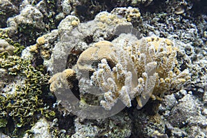 Soft and hard coral in Togian islands