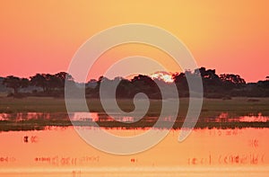 SOFT HUES OF SUNSET OVER CHOBE RIVER WITH BRIGHT ORB OF SUN DISAPPEARING BEHIND AFRICAN BUSH