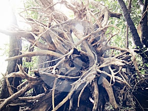 Soft image the remains of the roots of tree in the jungle.