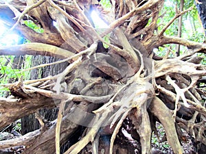 Soft image the remains of the roots of tree in the jungle.