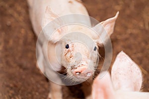 Soft images of piglets raised in organic pig farms