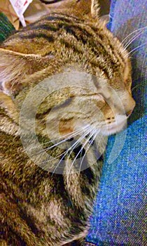 Soft Kitty Warm Kitty