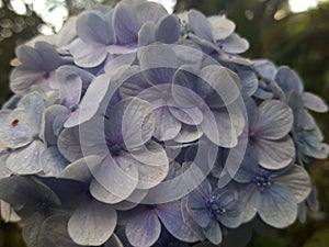 Soft lavender hydrangea blooms.