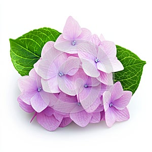 Soft Lavender Hydrangea Isolated On White