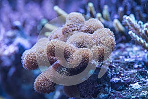 Soft leather coral reef aquarium