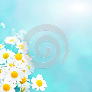 Soft light blue summer background with chamomile flowers