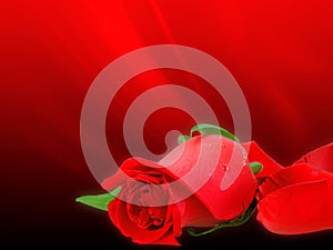 Soft-light red rose on bokeh backdrop