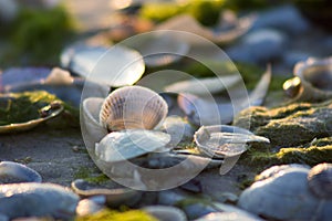 Soft light on the sea coast penetrates shells photo