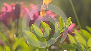 Soft light video clip of a garden bush with juicy green leaves and pink flowers