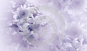 Soft light violet-blue floral background. Flowers of a cherry on a pink-white halftone background. Close-up. Greeting card.