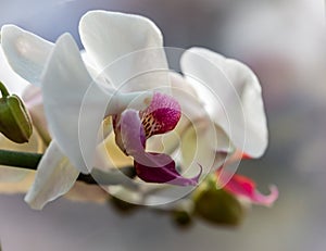 Soft macro of beautiful white with purple lips phalaenopsis Pandora, orchid flower, known as the Moth Orchid or Phal