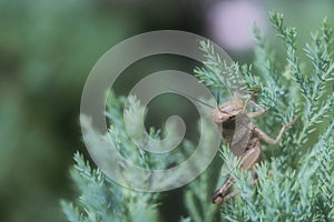 Soft mood of isolated brown grasshopper tropical green bush in the garden
