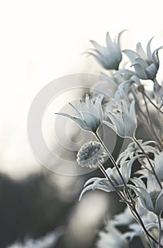 Soft moody Australian native flannel flowers, Actinotus helianthi, family Apiaceae