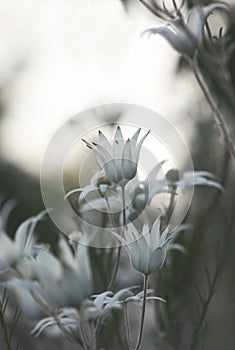 Soft moody white Australian Flannel Flowers at dusk