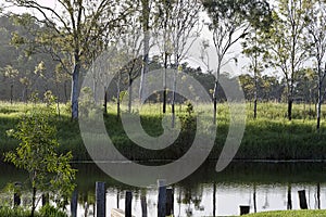 Soft Morning Light On The Banks Of A Creek