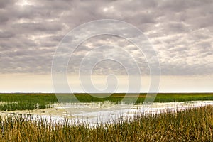 Soft Morning Light at Cheyenne Bottoms Wildlife Refuge photo