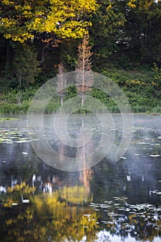 Soft morning light fallling on two trees reflected in calm still