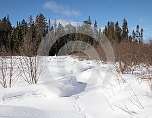 Soft mounds of snow in winter in Algonquin Park
