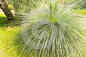 Soft and narrow leaf of Agave succulent plant